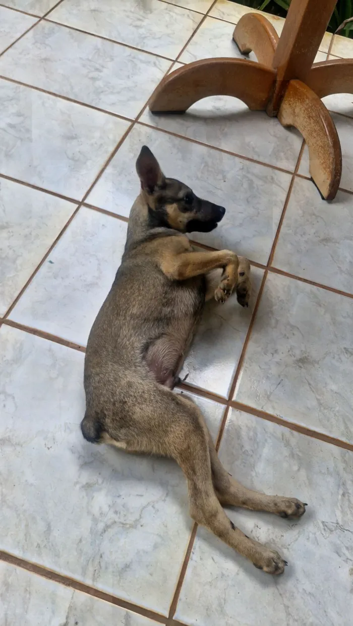 Cachorro raça SRD-ViraLata idade 2 a 6 meses nome Lindo