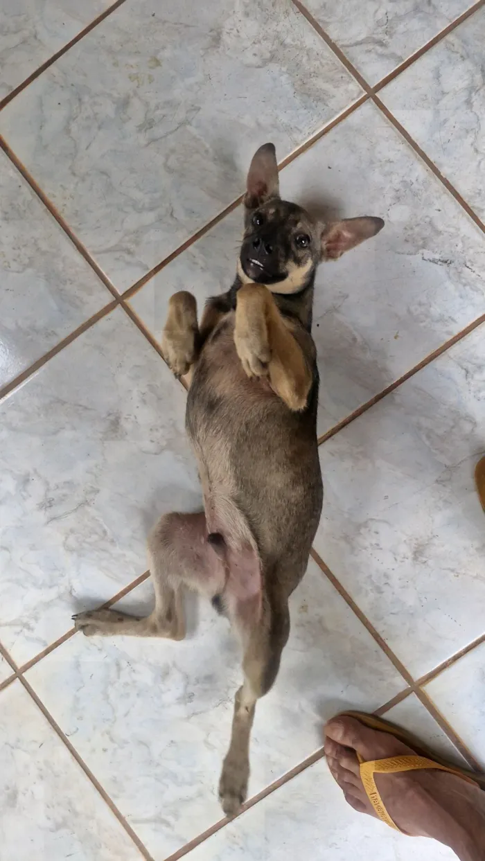Cachorro raça SRD-ViraLata idade 2 a 6 meses nome Lindo