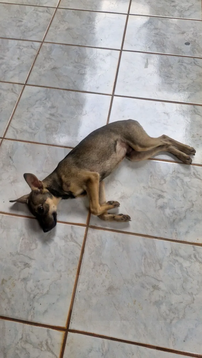 Cachorro raça SRD-ViraLata idade 2 a 6 meses nome Lindo