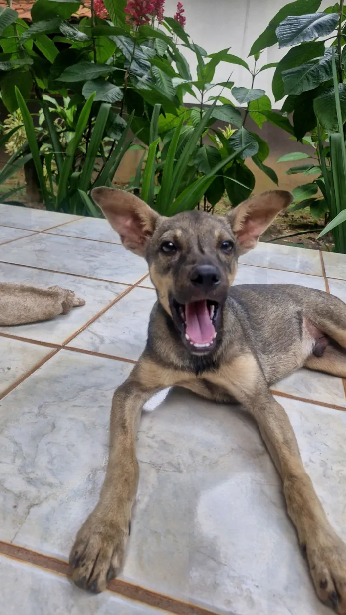 Cachorro raça SRD-ViraLata idade 2 a 6 meses nome Lindo