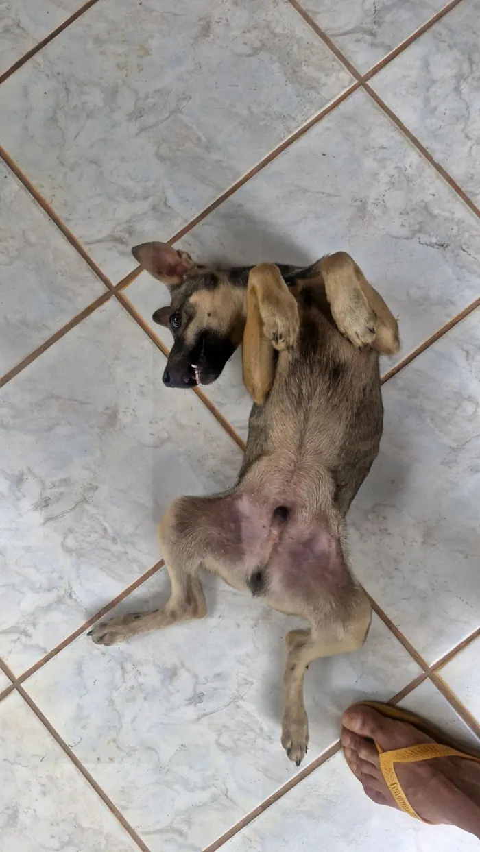 Cachorro raça SRD-ViraLata idade 2 a 6 meses nome Lindo
