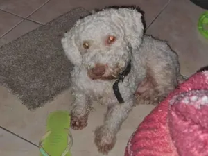 Cachorro raça Poodle idade 6 ou mais anos nome BILLY 
