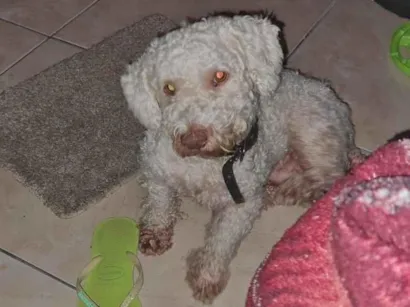 Cachorro raça Poodle idade 6 ou mais anos nome BILLY 