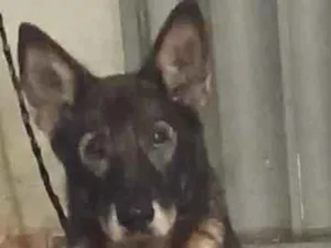 Cachorro raça Pastor Alemão idade 4 anos nome Glenda 