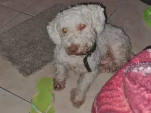 Cachorro raça Poodle idade 6 ou mais anos nome BILLY PROCURA-SE BILLY Raça: Poodle Cor: Caramelo Porte: Pequeno Muito dócil amigável e Desapareceu no bairro Santo Agostinho CONTATO: (92) 99199-4422
