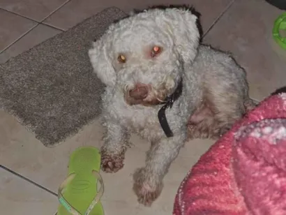 Cachorro raça Poodle idade 6 ou mais anos nome BILLY PROCURA-SE BILLY Raça: Poodle Cor: Caramelo Porte: Pequeno Muito dócil amigável e Desapareceu no bairro Santo Agostinho CONTATO: (92) 99199-4422