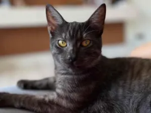 Gato raça Angorá idade 2 anos nome Amora