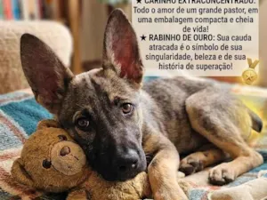 Cachorro raça SRD-ViraLata idade 2 a 6 meses nome Lindo