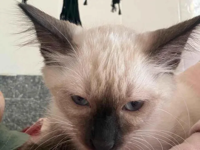 Gato raça SRD-ViraLata idade 2 a 6 meses nome Mila