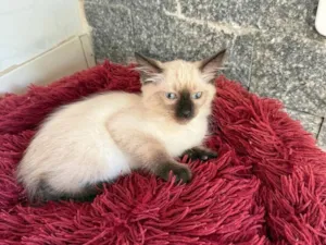 Gato raça SRD-ViraLata idade 2 a 6 meses nome Mila