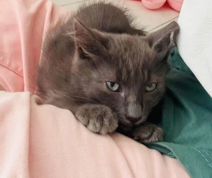 Gato raça SRD-ViraLata idade 2 a 6 meses nome Tom