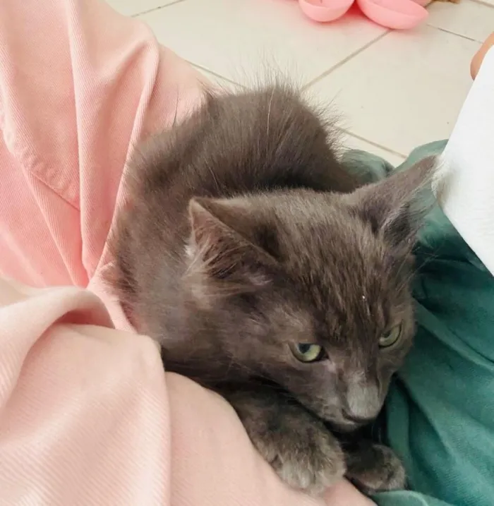 Gato raça SRD-ViraLata idade 2 a 6 meses nome Tom