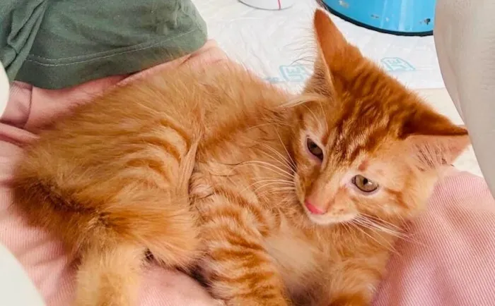Gato raça SRD-ViraLata idade 2 a 6 meses nome Teddy