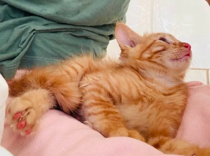 Gato raça SRD-ViraLata idade 2 a 6 meses nome Teddy