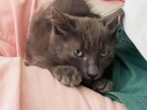 Gato raça SRD-ViraLata idade 2 a 6 meses nome Tom