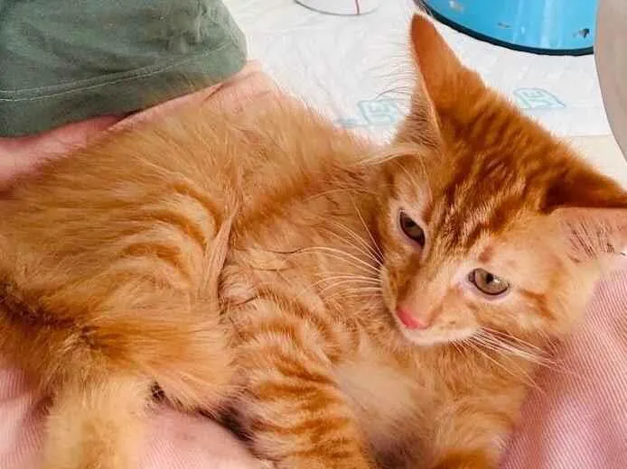 Gato raça SRD-ViraLata idade 2 a 6 meses nome Teddy