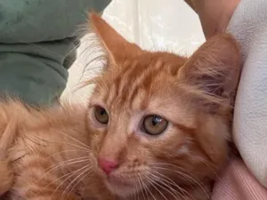 Gato raça SRD-ViraLata idade 2 a 6 meses nome Teddy