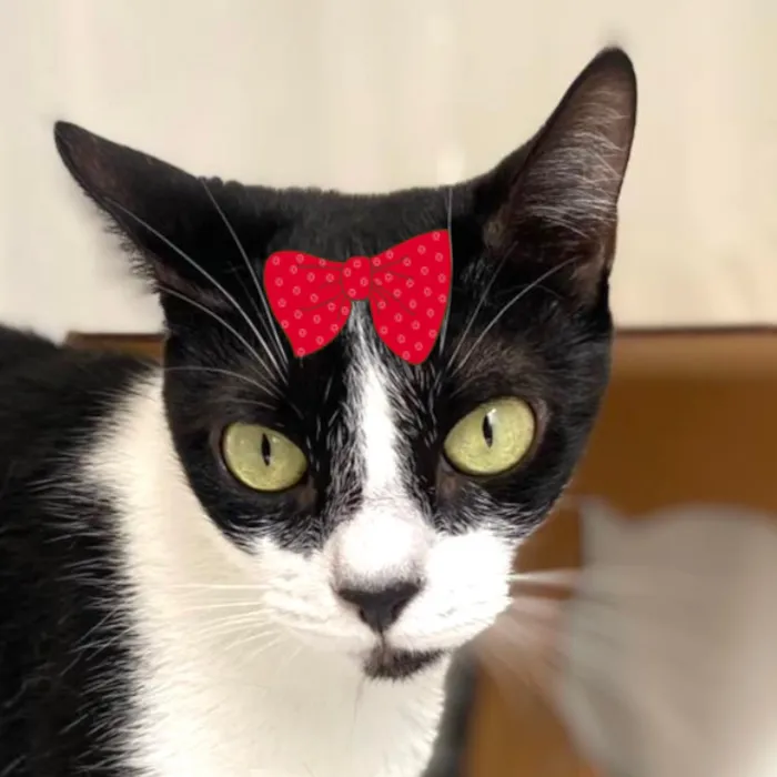 Gato raça SRD-ViraLata idade 4 anos nome Chanel 