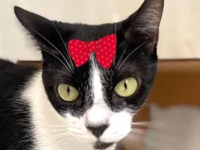 Gato raça SRD-ViraLata idade 4 anos nome Chanel 