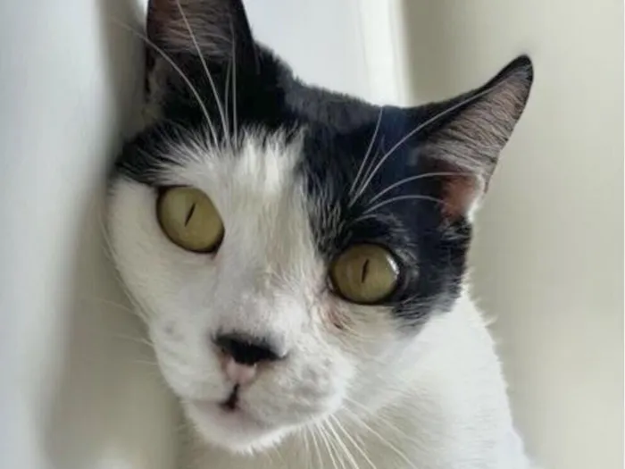 Gato raça SRD-ViraLata idade 4 anos nome Dior 