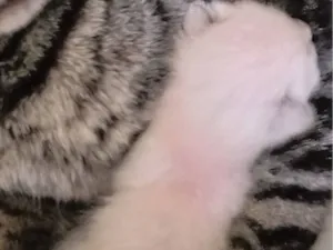 Gato raça SRD-ViraLata idade Abaixo de 2 meses nome filhote