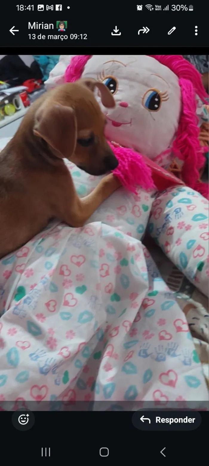 Cachorro raça SRD-ViraLata idade 2 a 6 meses nome jude