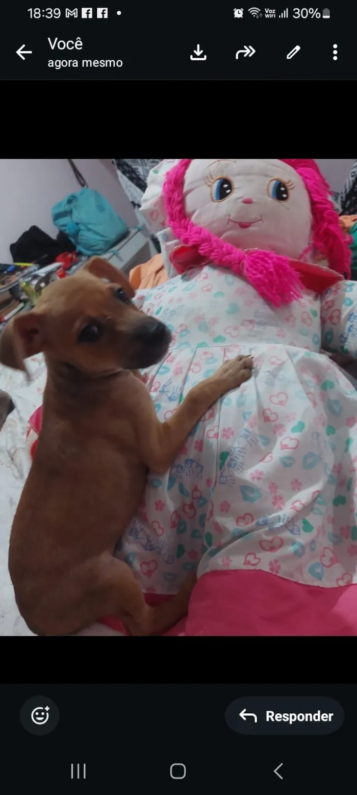 Cachorro raça SRD-ViraLata idade 2 a 6 meses nome jude