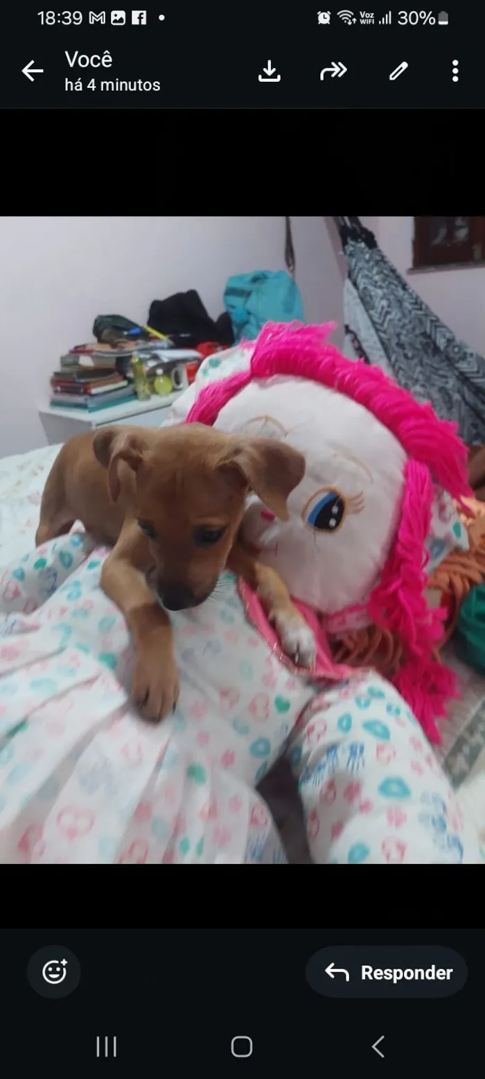 Cachorro raça SRD-ViraLata idade 2 a 6 meses nome jude