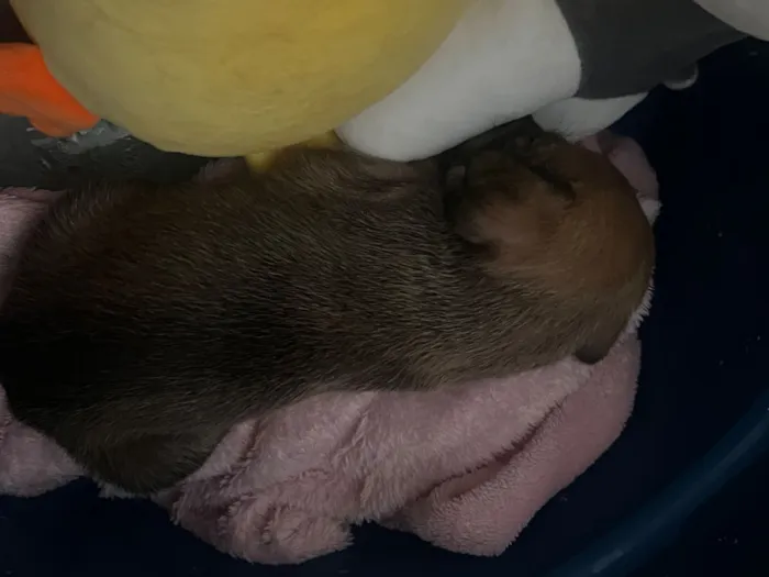 Cachorro raça SRD-ViraLata idade Abaixo de 2 meses nome Lulu