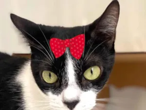 Gato raça SRD-ViraLata idade 4 anos nome Chanel 