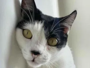 Gato raça SRD-ViraLata idade 4 anos nome Dior 