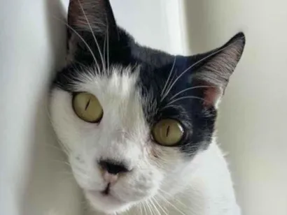 Gato raça SRD-ViraLata idade 4 anos nome Dior 