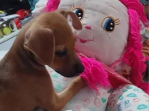 Cachorro raça SRD-ViraLata idade 2 a 6 meses nome jude