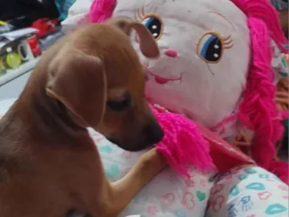 Cachorro raça SRD-ViraLata idade 2 a 6 meses nome jude