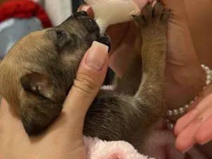 Cachorro raça SRD-ViraLata idade Abaixo de 2 meses nome Lulu