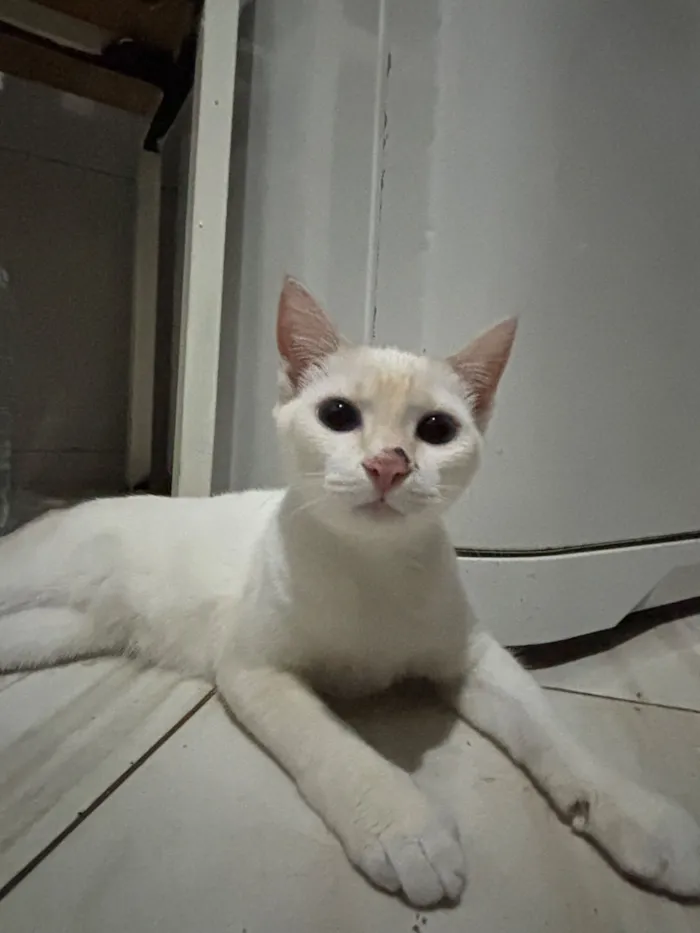 Gato raça SRD-ViraLata idade 2 a 6 meses nome Cristal