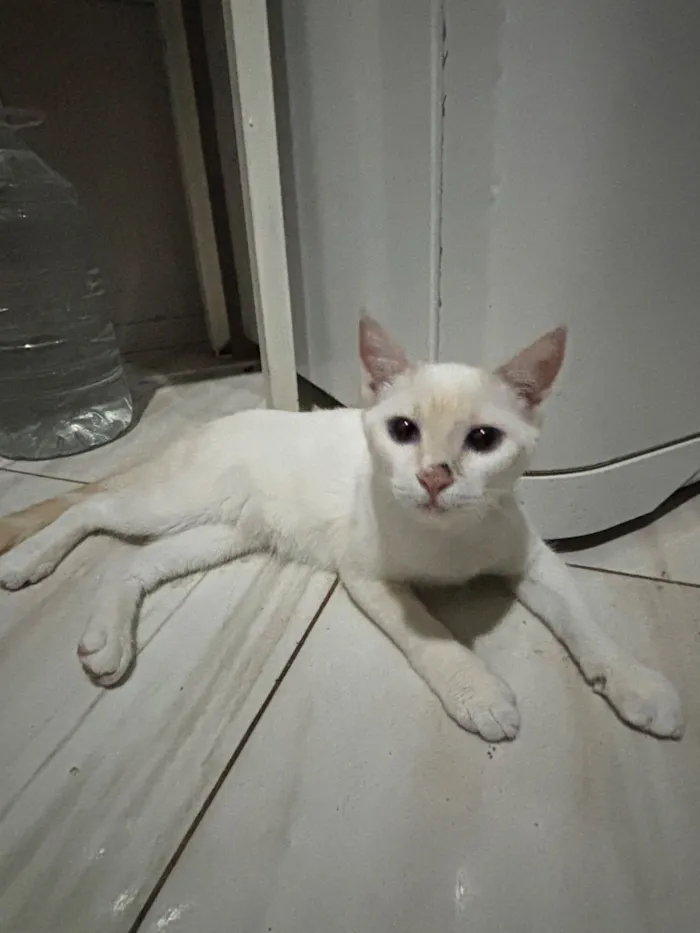 Gato raça SRD-ViraLata idade 2 a 6 meses nome Cristal