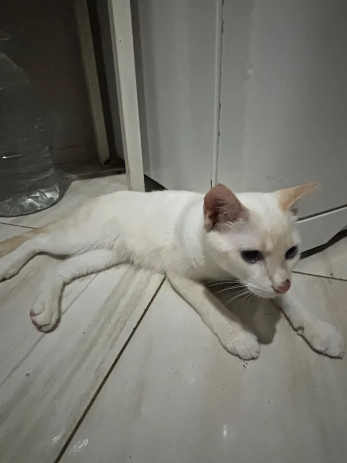 Gato raça SRD-ViraLata idade 2 a 6 meses nome Cristal