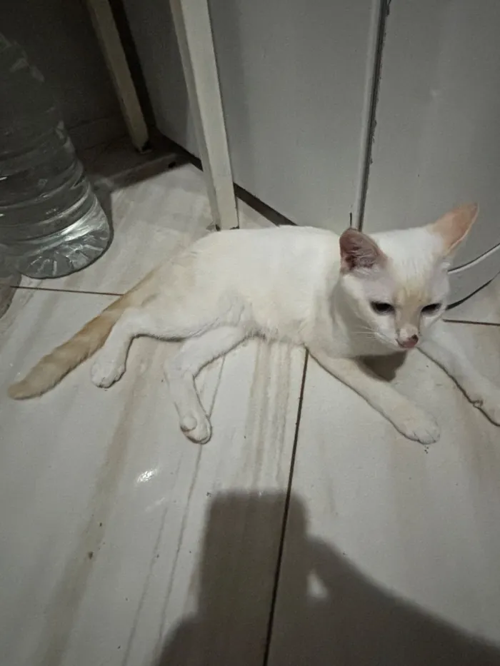 Gato raça SRD-ViraLata idade 2 a 6 meses nome Cristal