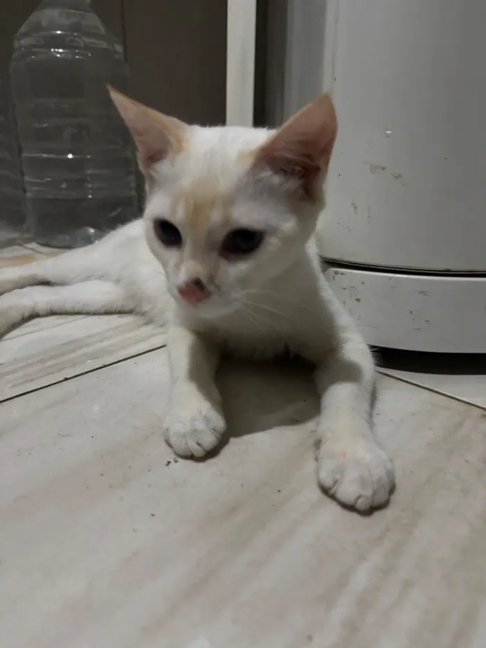 Gato raça SRD-ViraLata idade 2 a 6 meses nome Cristal