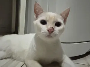 Gato raça SRD-ViraLata idade 2 a 6 meses nome Cristal