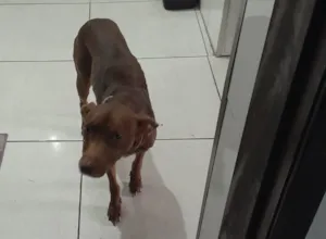 Cachorro raça SRD-ViraLata idade 6 ou mais anos nome Luma