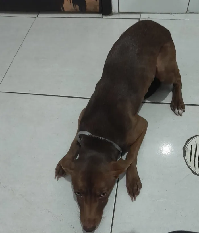 Cachorro raça SRD-ViraLata idade 6 ou mais anos nome Luma