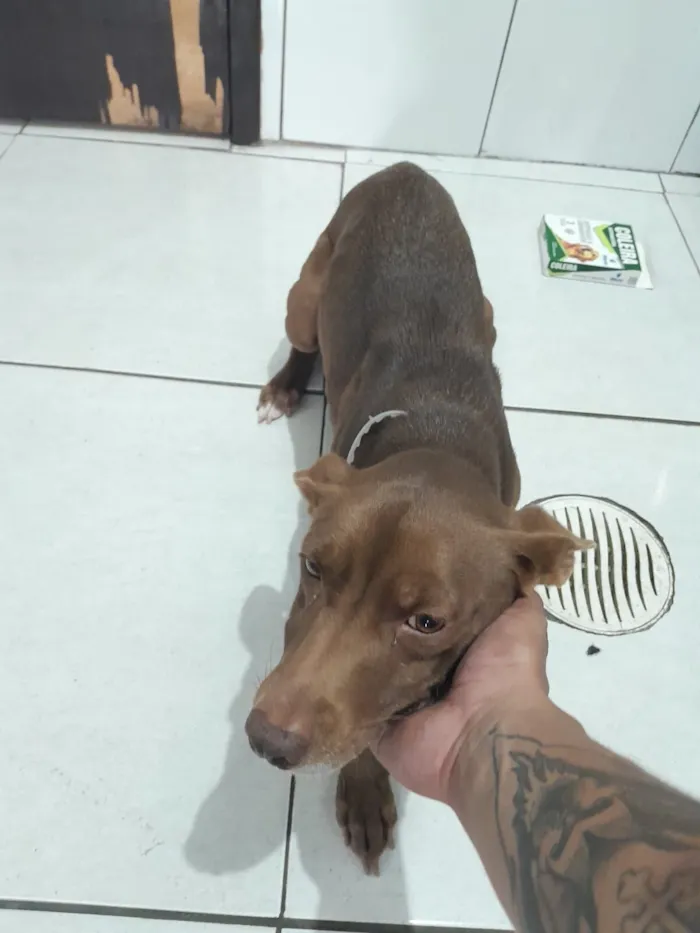 Cachorro raça SRD-ViraLata idade 6 ou mais anos nome Luma
