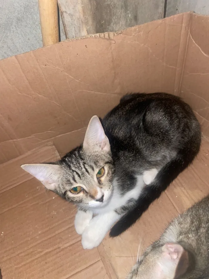 Gato raça SRD-ViraLata idade 2 a 6 meses nome Rhavena