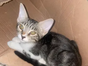 Gato raça SRD-ViraLata idade 2 a 6 meses nome Rhavena