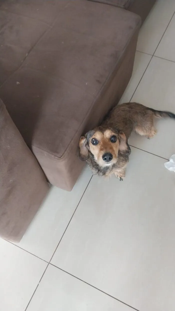 Cachorro raça SRD-ViraLata idade 3 anos nome Love 