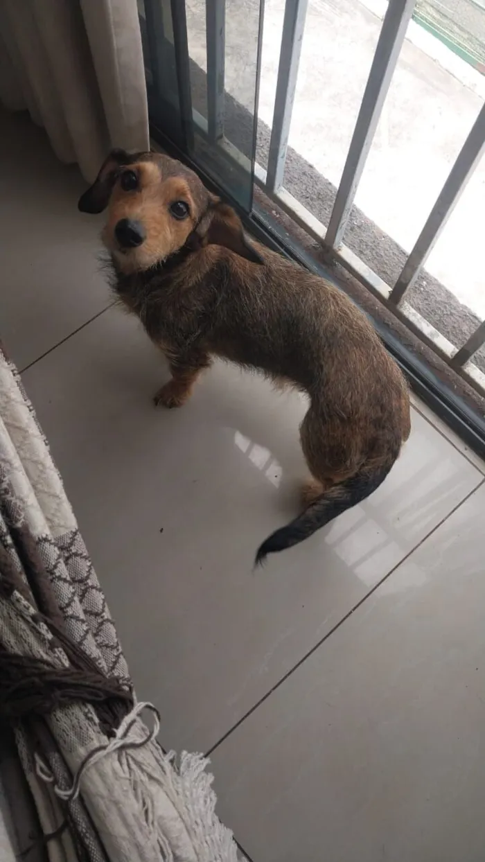 Cachorro raça SRD-ViraLata idade 3 anos nome Love 