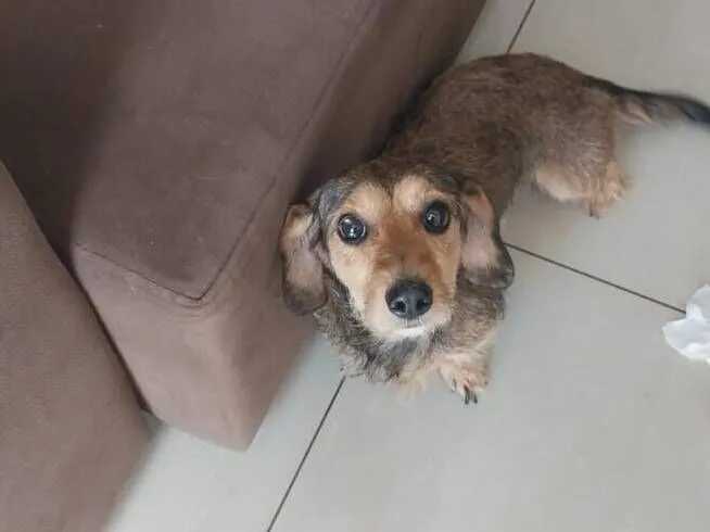 Cachorro raça SRD-ViraLata idade 3 anos nome Love 