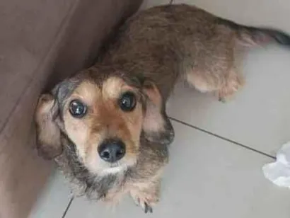 Cachorro raça SRD-ViraLata idade 3 anos nome Love 